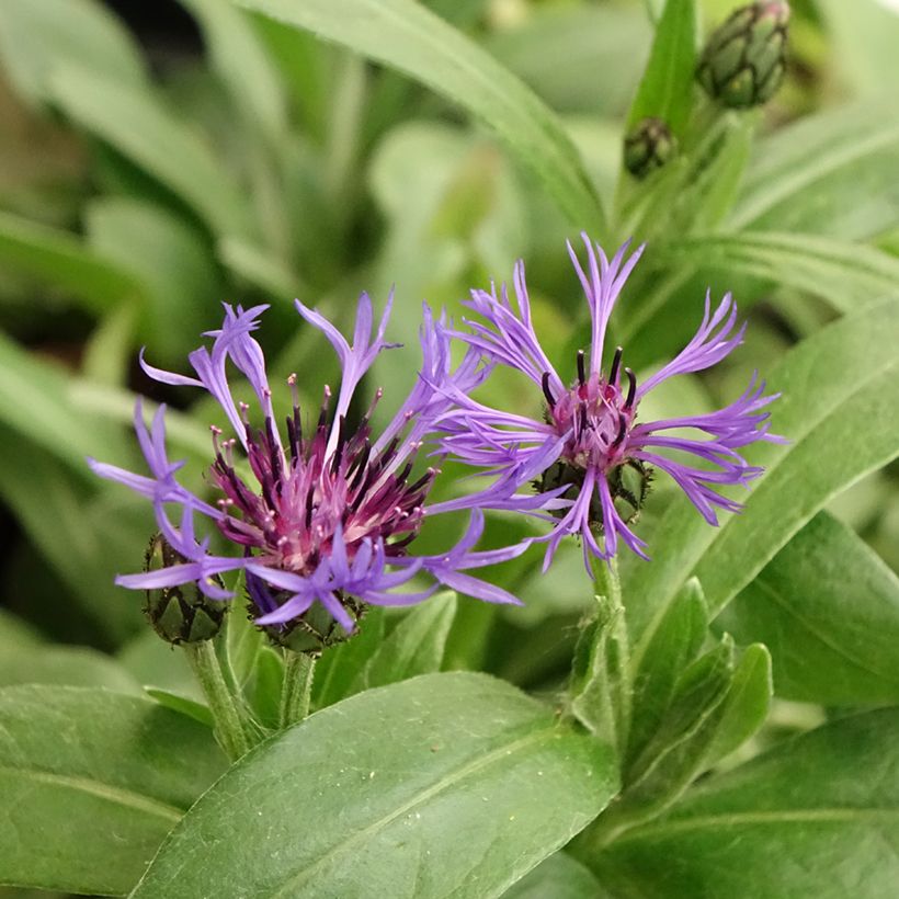 Centaurea montana - Fiordaliso montano (Fioritura)