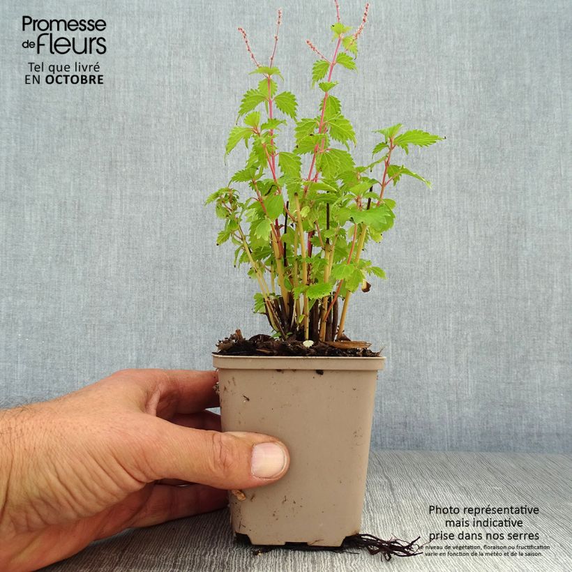 Esemplare di Boehmeria spicata Vasetto da 8/9 cm come consegnato in autunno