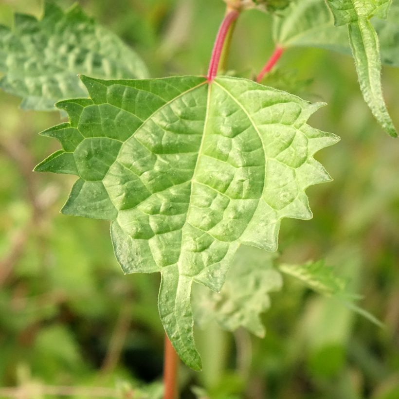 Boehmeria spicata (Fogliame)