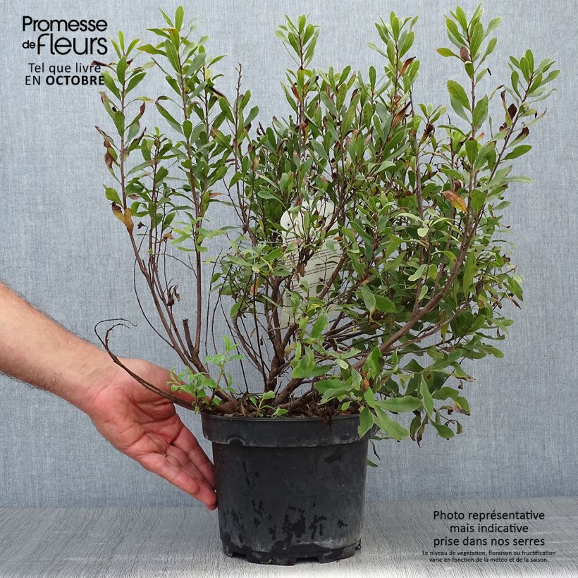 Esemplare di Myrica gale - Mirto di palude Vaso da 1,5L/2L come consegnato in autunno