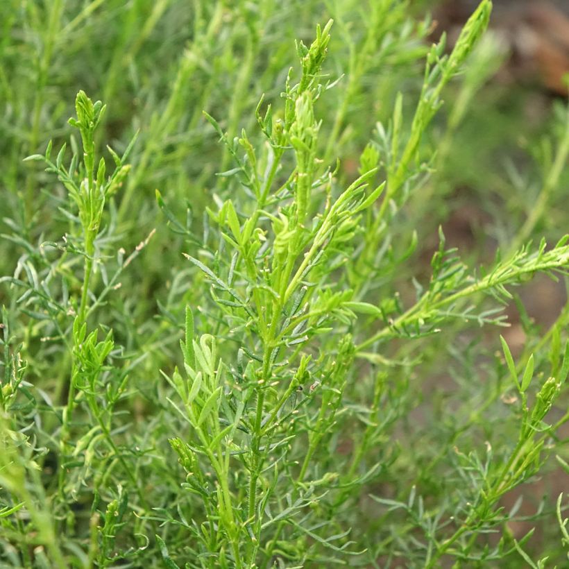 Boronia pilosa Rose Blossom (Fogliame)