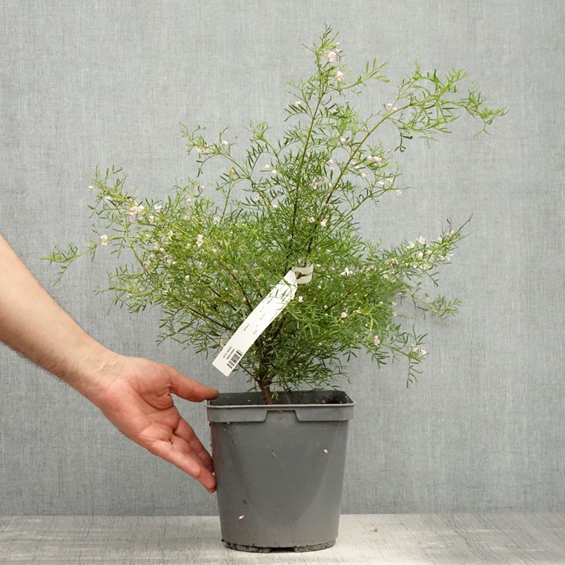 Example of Boronia pinnata var. muelleri Vaso da 4L/5L as you get in printemps