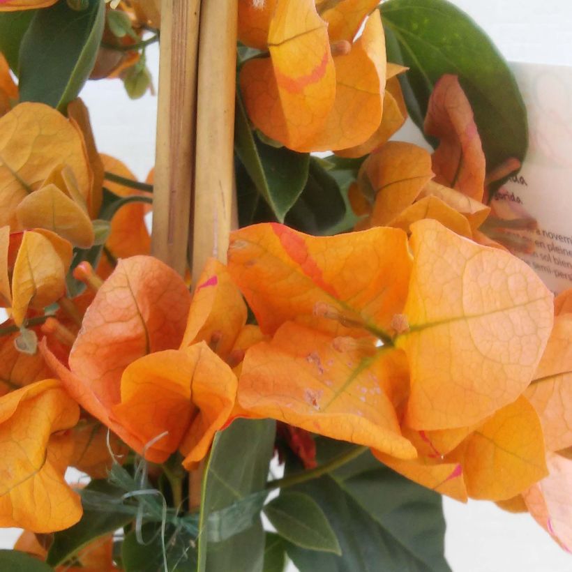 Bougainvillea spectabilis Arancione (Flowering)
