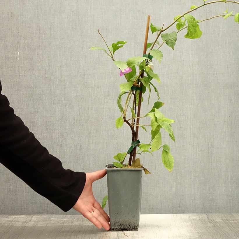 Esemplare di Bougainvillier Violet de Mèze Pot de 1,5L/2L come consegnato in autunno