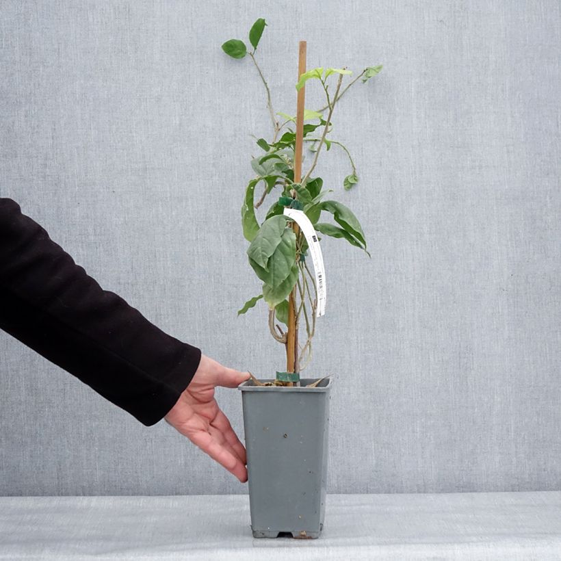 Example of Bougainvillea Violet de Meze Vaso da 1,5L/2L as you get in hiver