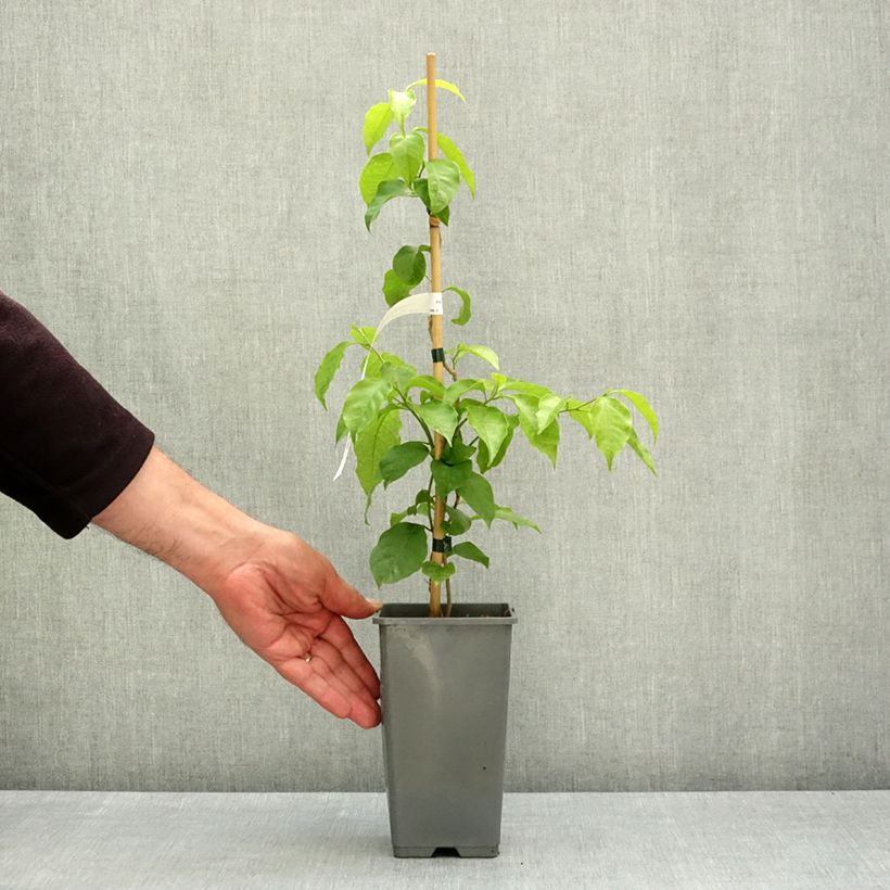 Bougainvillea Violet de Meze Vaso da 1,5L/2L esemplare consegnato in primavera