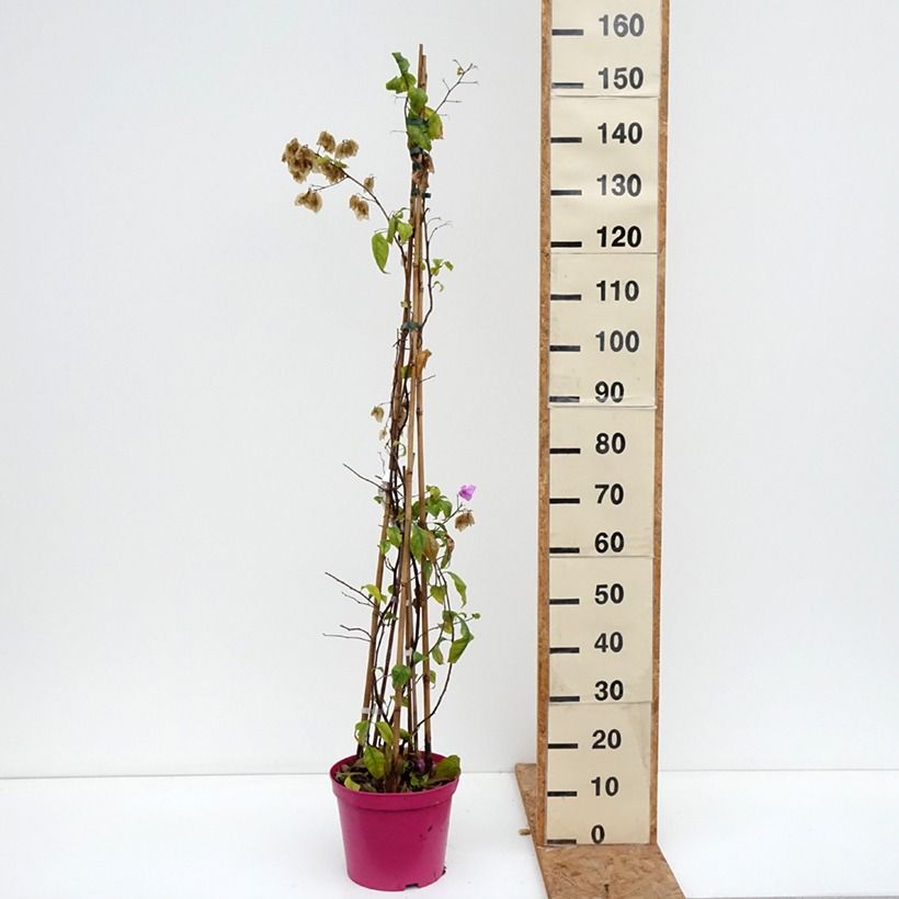 Esemplare di Bougainvillier Violet de Mèze Pot de 7,5L/10L come consegnato in autunno