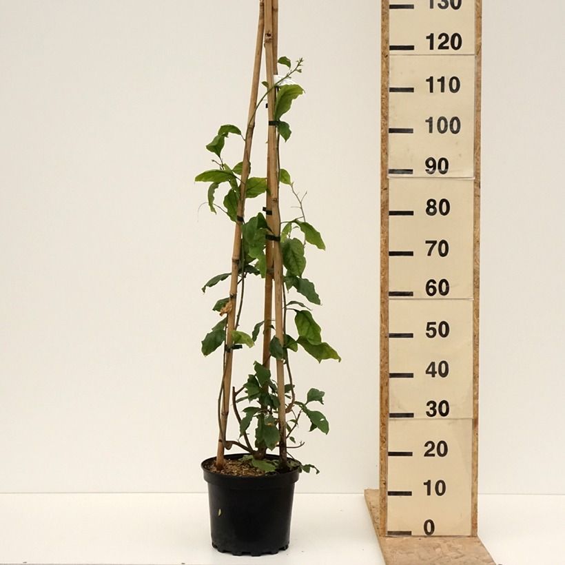 Example of Bougainvillea Violet de Meze Vaso da 7,5L/10L as you get in printemps