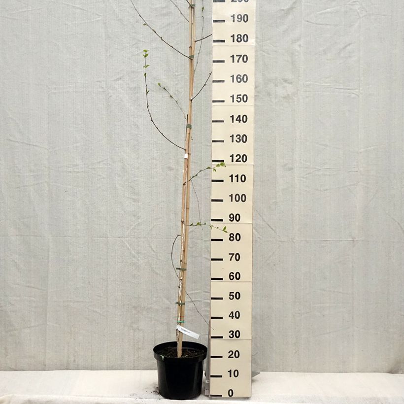 Betula utilis var. jacquemontii - Betulla dell’Himalaya Vaso da 4L/5L esemplare consegnato in primavera