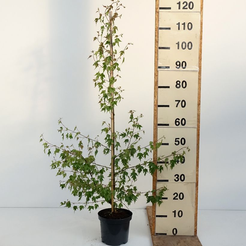 Betula pendula Crispa - Betulla bianca Vaso da 2L/3L esemplare consegnato in primavera