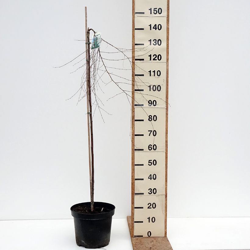 Example of Betula pendula Gracilis - Betulla bianca Vaso da 4L/5L, Vaso impalcato as you get in hiver