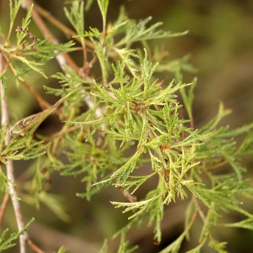 Betula pendula Karaca - Betulla bianca (Foliage)