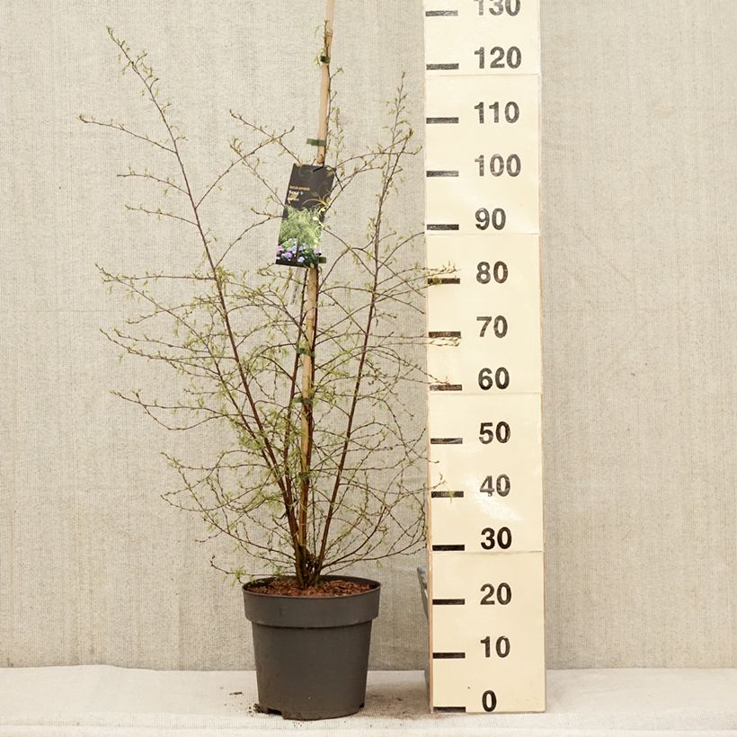 Example of Betula pendula Karaca - Betulla bianca Vaso da 7,5L/10L as you get in printemps