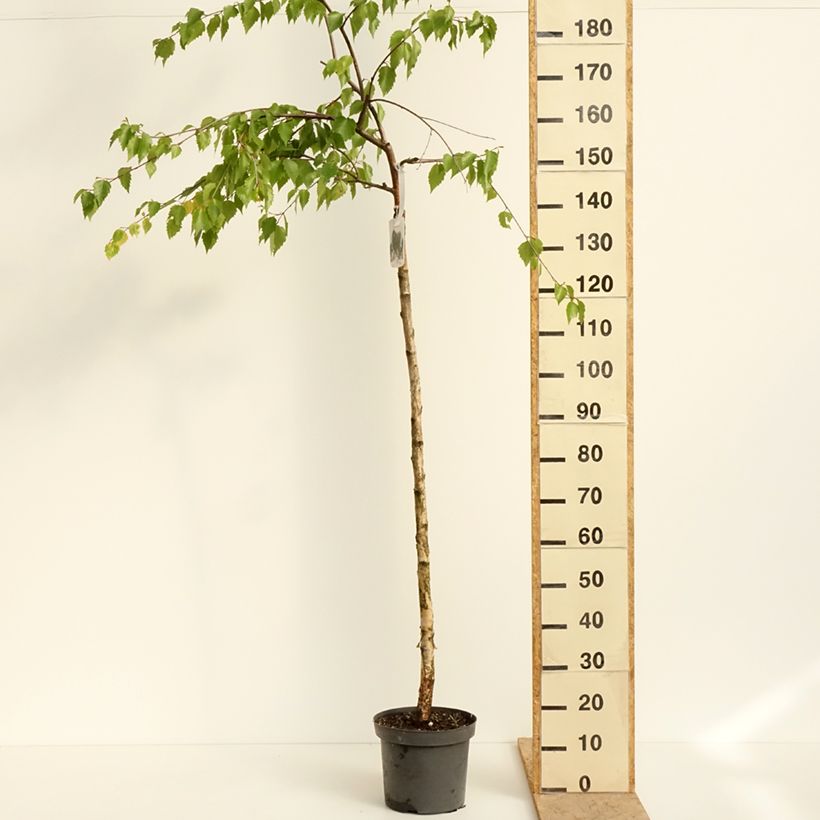 Example of Bouleau pleureur - Betula pendula Long Trunk Vaso da 7,5L/10L, Vaso impalcato as you get in printemps