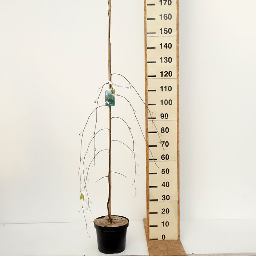 Esemplare di Betula pendula Youngii - Betulla bianca Vaso da 7,5L/10L come consegnato in autunno