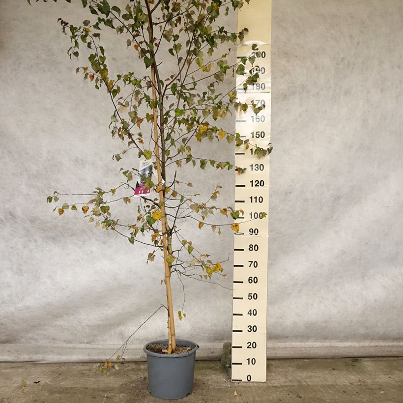 Esemplare di Betula pendula Royal Frost ou Crimson Frost - Betulla bianca Vaso da 7,5L/10L come consegnato in autunno