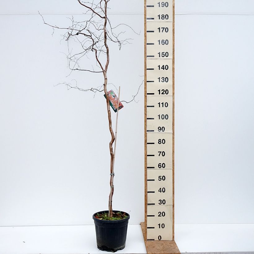 Esemplare di Betula pendula Spider Alley - Betulla bianca Vaso da 12L/15L come consegnato in autunno