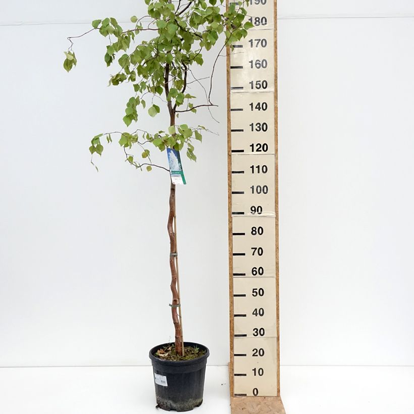 Esemplare di Betula pendula Spider Alley - Betulla bianca Vaso da 12L/15L consegnato in estate