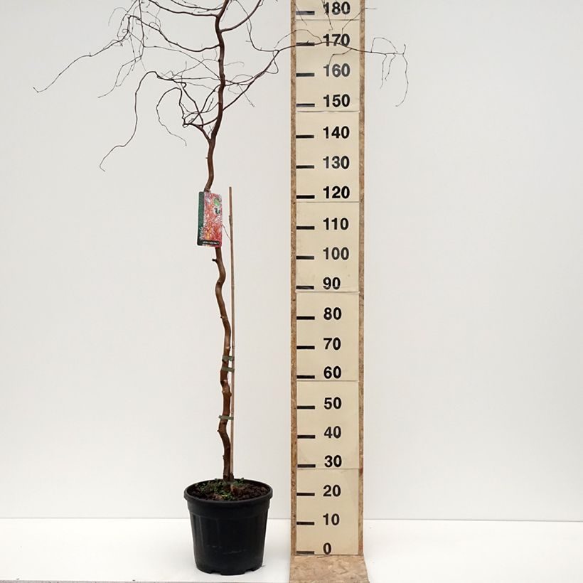 Betula pendula Spider Alley - Betulla bianca Vaso da 12L/15L esemplare consegnato in inverno