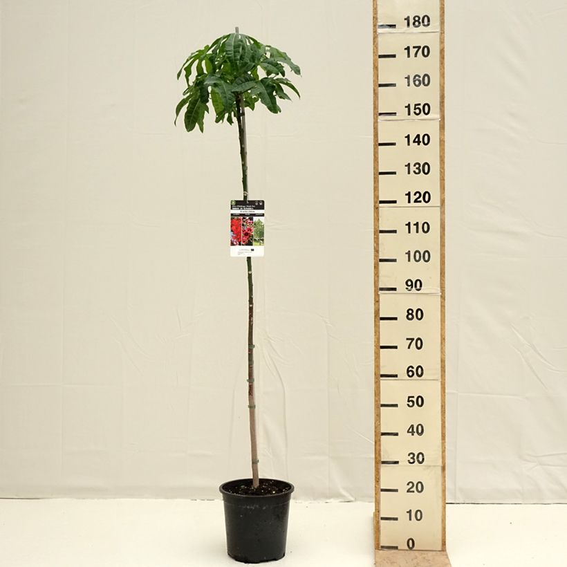 Brachychiton acerifolius - Albero fiamma Vaso da 7,5L/10L esemplare consegnato in primavera