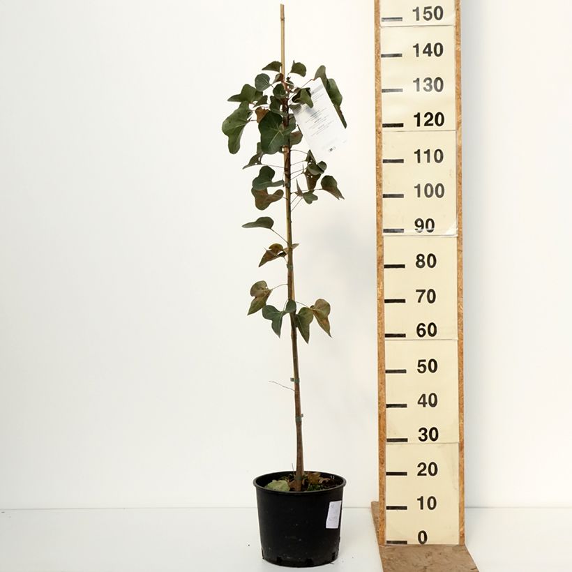 Brachychiton populneus - Albero a bottiglia Vaso da 7,5L/10L esemplare consegnato in inverno