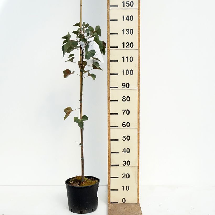 Brachychiton populneus - Albero a bottiglia Vaso da 7,5L/10L esemplare consegnato in primavera