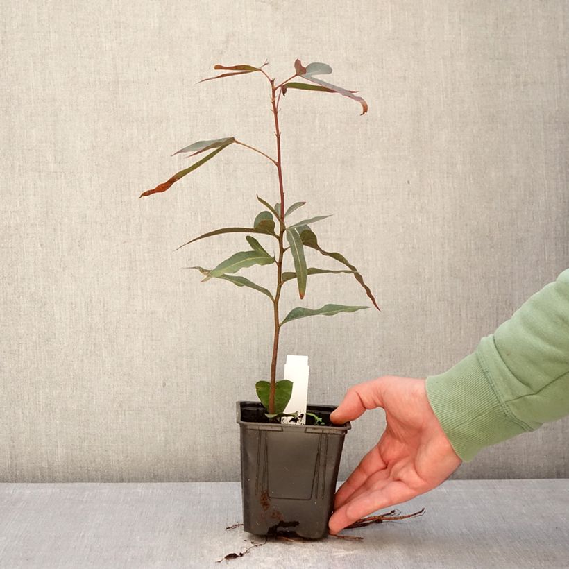 Brachychiton rupestris - Arbre-bouteille rupestre Vaso da 1L/1,5L esemplare consegnato in inverno