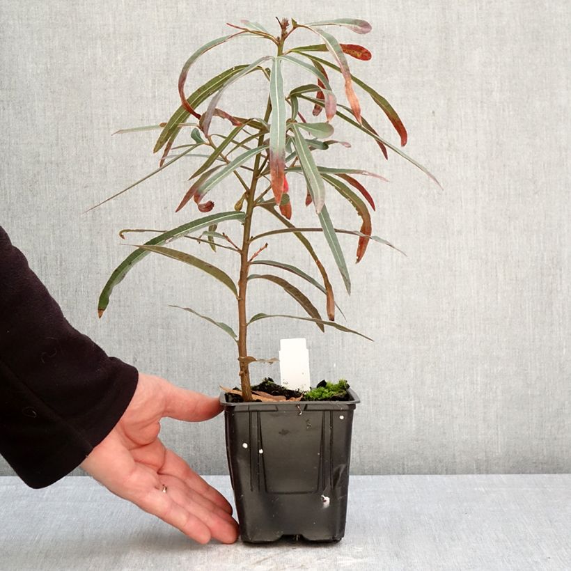 Brachychiton rupestris - Albero della bottiglia Vaso da 1L/1,5L esemplare consegnato in primavera