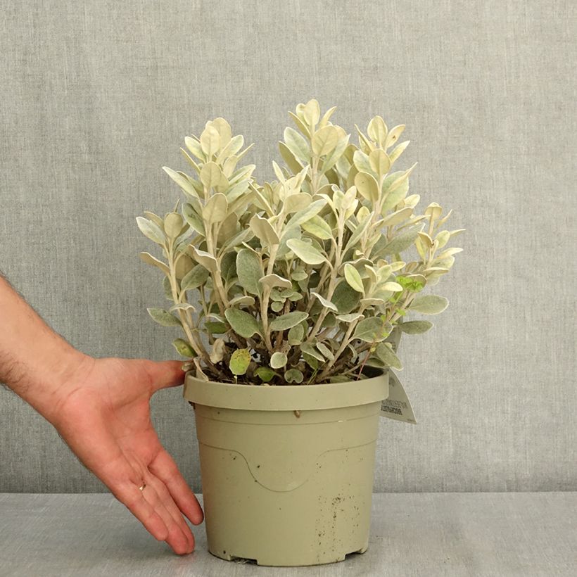 Esemplare di Senecio greyi Walberton's Silver Dormouse Vaso da 3L/4L consegnato in estate