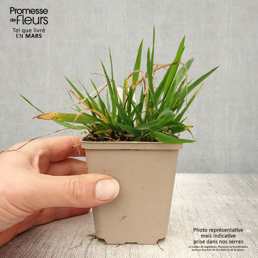 Example of Brachypodium sylvaticum - Paleo silvestre Vasetto da 8/9 cm as you get in printemps