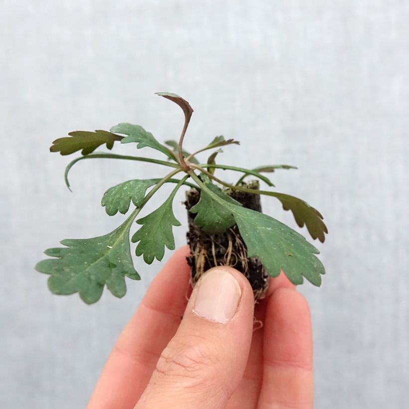 Brachyscome Fresco Bright Pink - Brascicome mini zolla... esemplare consegnato in primavera