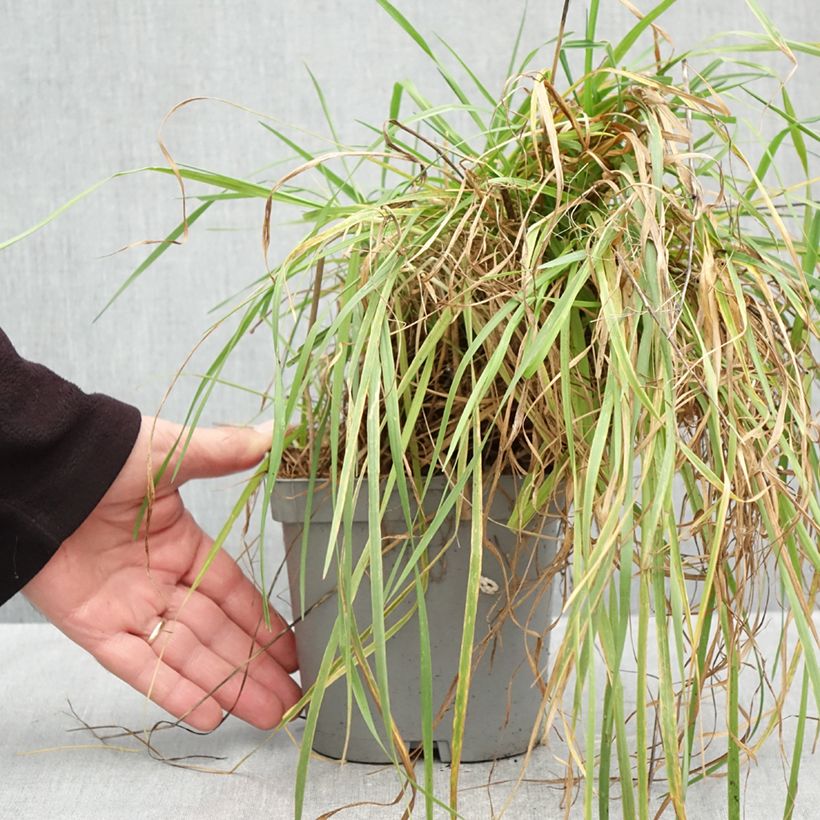Esemplare di Briza media - Sonaglini comuni Vaso da 2L/3L come consegnato in autunno