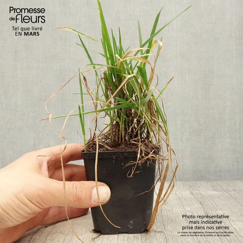 Briza media Limouzi - Sonaglini comuni Vasetto da 8/9 cm esemplare consegnato in primavera