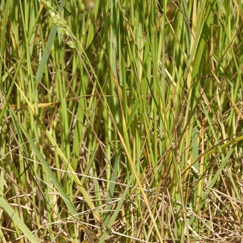 Briza triloba (Fogliame)