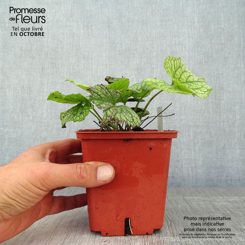 Esemplare di Brunnera macrophylla Alexander's Great Vaso da 1L/1,5L come consegnato in autunno