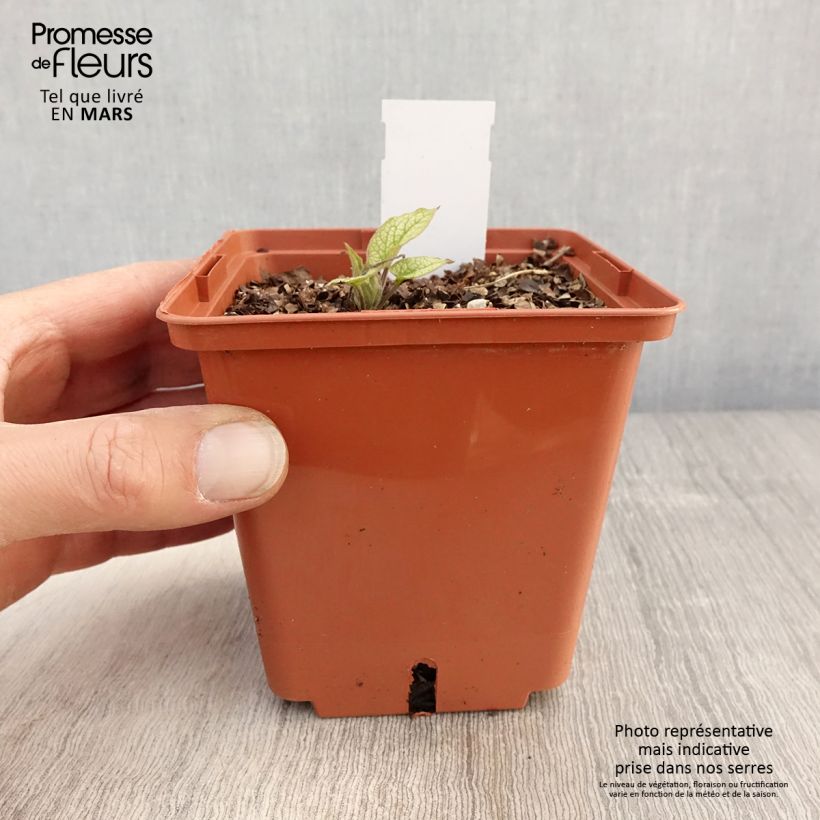 Brunnera macrophylla Alexander's Great Vaso da 1L/1,5L esemplare consegnato in primavera