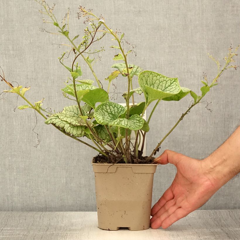 Esemplare di Brunnera macrophylla Jack Frost Vaso da 2L/3L consegnato in estate