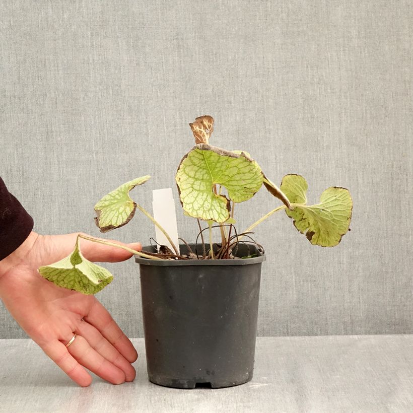 Esemplare di Brunnera macrophylla Jack Frost Vaso da 2L/3L come consegnato in autunno