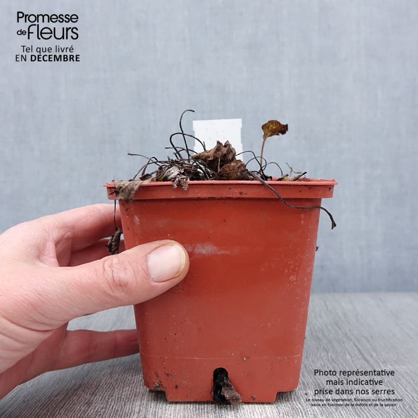 Esemplare di Brunnera macrophylla Jack of Diamonds - Myosotis du Caucase Pot de 1L/1,5L come consegnato in autunno