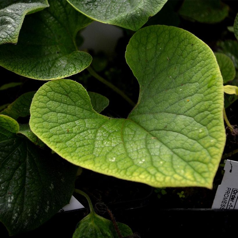 Brunnera macrophylla Langtrees (Fogliame)