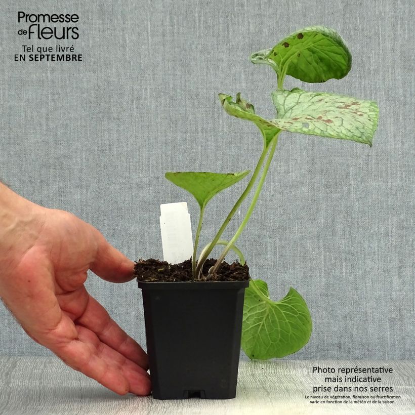 Esemplare di Brunnera macrophylla Looking Glass Vasetto da 8/9 cm come consegnato in autunno