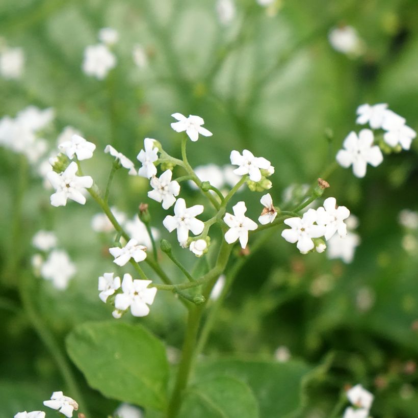 Brunnera macrophylla Mr Morse (Fioritura)