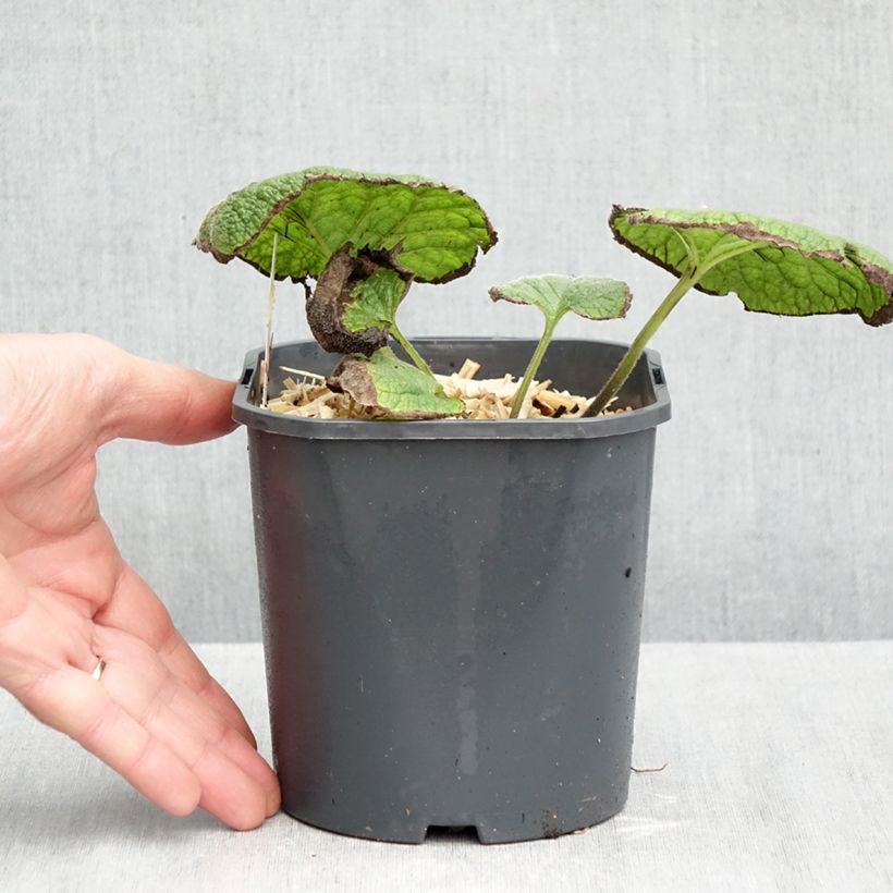 Esemplare di Brunnera macrophylla Vaso da 2L/3L come consegnato in autunno