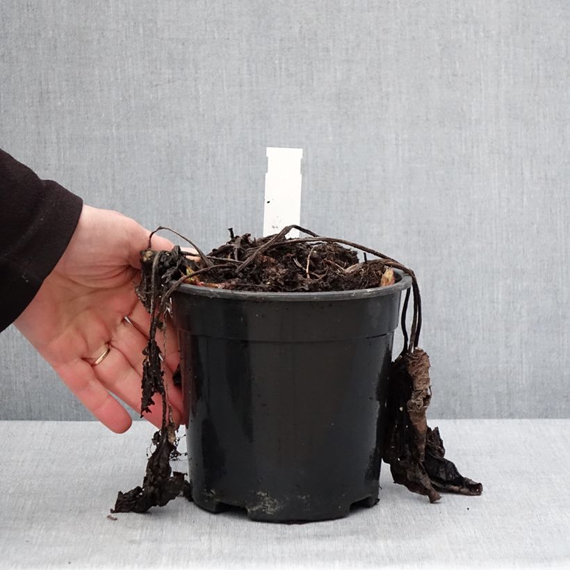 Brunnera sibirica - Myosotis du Caucase Pot de 2L/3L esemplare consegnato in inverno