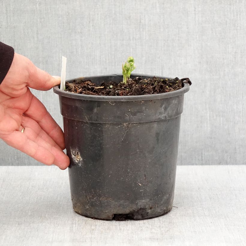 Brunnera sibirica Vaso da 2L/3L esemplare consegnato in primavera