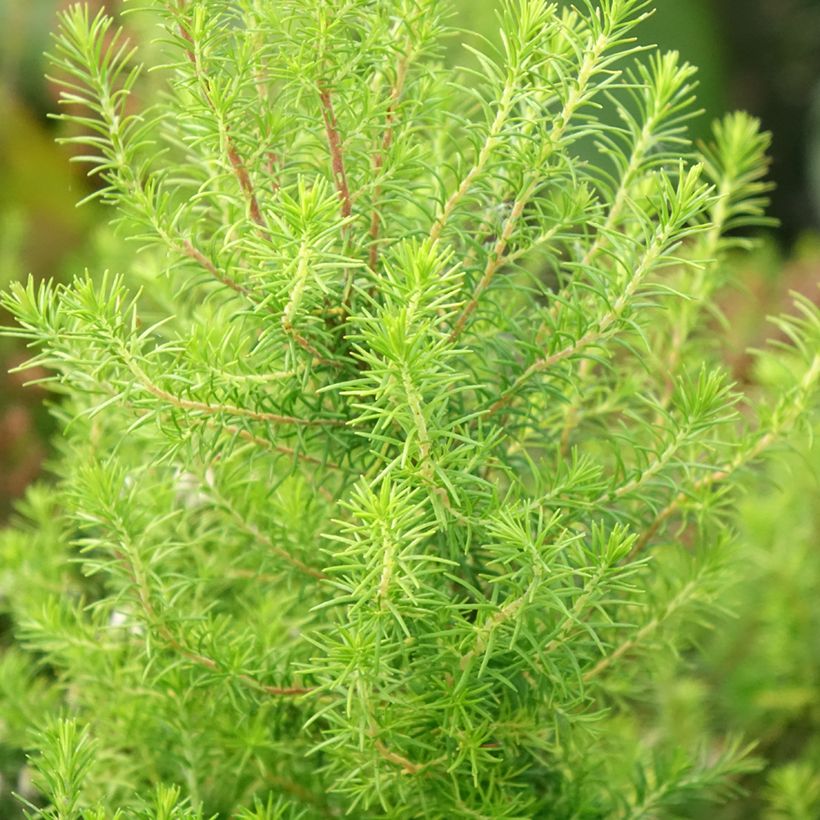 Erica arborea Pink Joy (Fogliame)