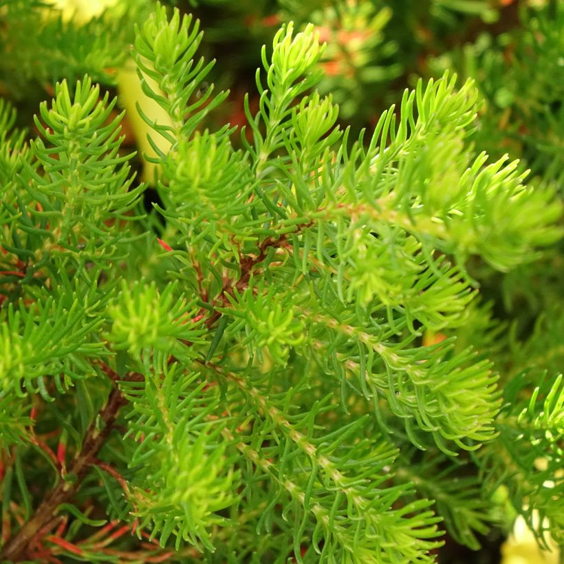 Erica nana Limoncello (Fogliame)