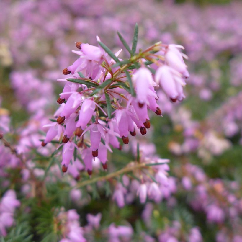 Erica carnea December Red (Flowering)