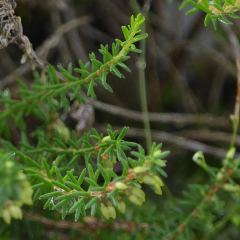 Erica carnea December Red (Foliage)