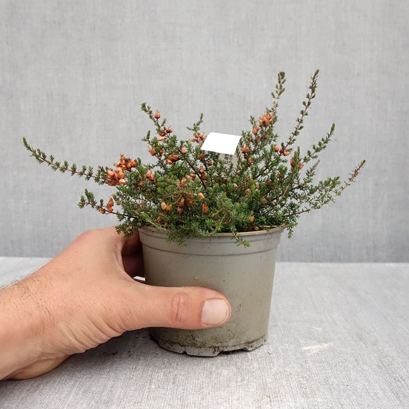 Esemplare di Erica cinerea C.D. Eason Vaso da Ø 10 cm/11 cm come consegnato in autunno